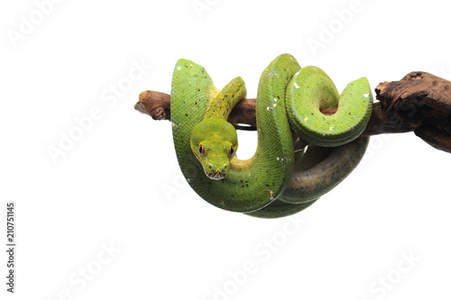 Green tree python isolated on white background