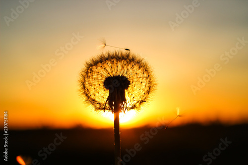 dandelion and orange sunset