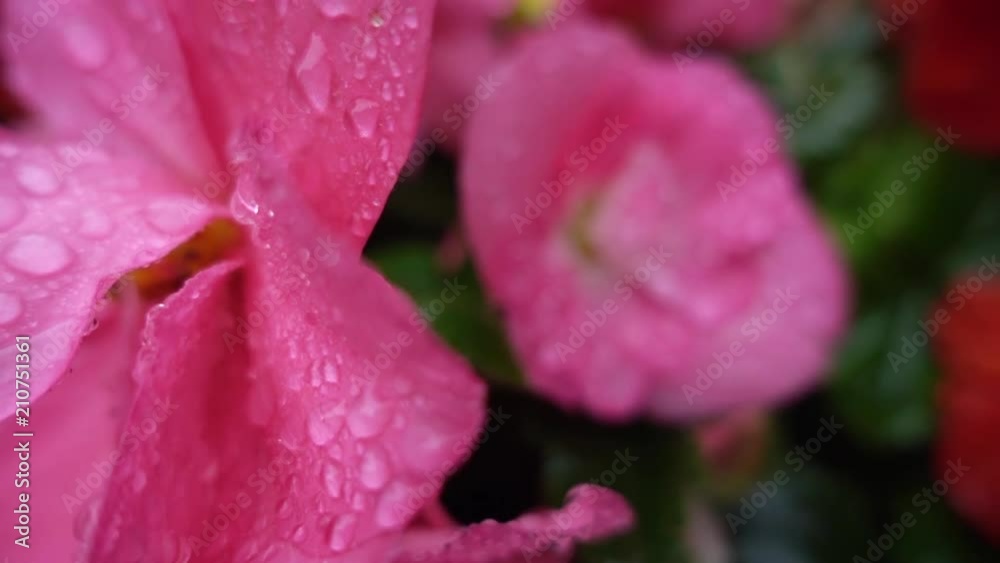 close up, rain drop on Hollyhock flower close up, rain drop on Hollyhock flower