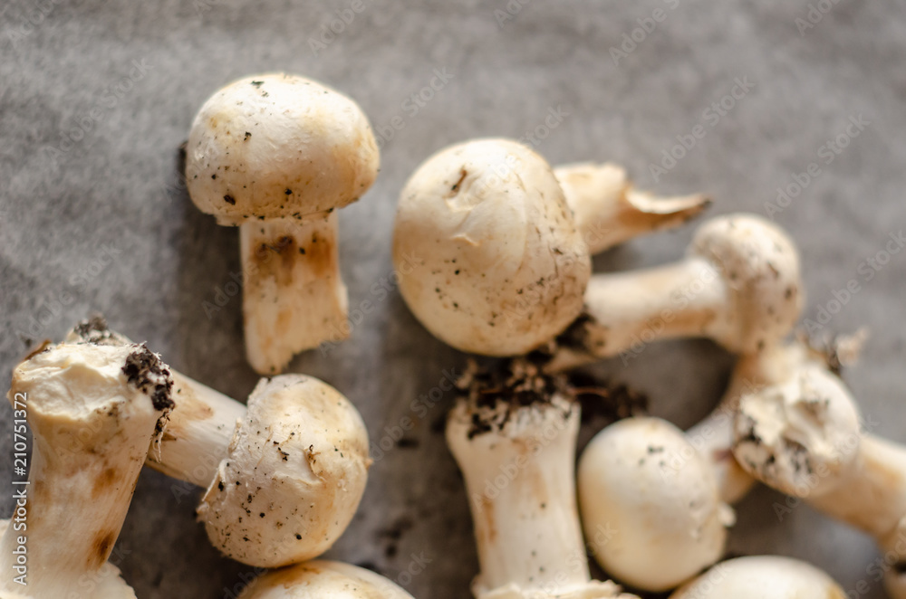 freshly harvested dirty mushrooms spread on paper, raw and healthy vegetables freshly harvested dirty mushrooms spread on paper, raw and healthy vegetables