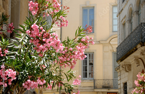 Lauriers roses, ville de Nîmes, département du Gard, France © Philippe Prudhomme