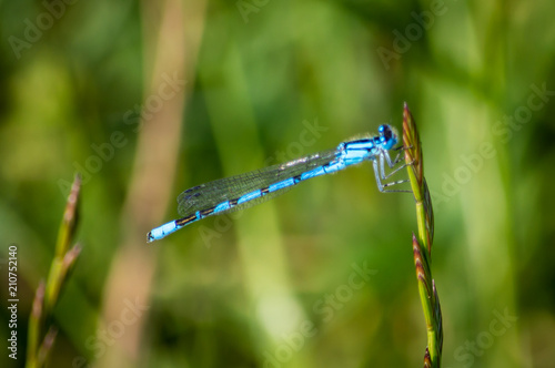 A blue damselfly hanging from grass seed
