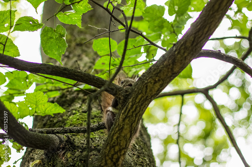 squirrel animal wildlife portrait eat nut on green summer natural forest environment