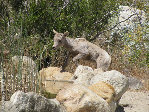 Thirsty lamb approaches a water stop at Anza Borrego State Park, California, where desert bighorn sheep gathered on a hot spring day.