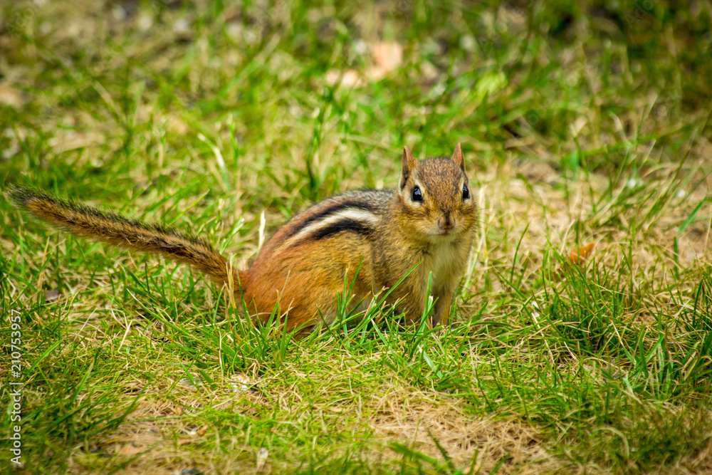 Chipmunk Spring Time Chipmunk Spring Time