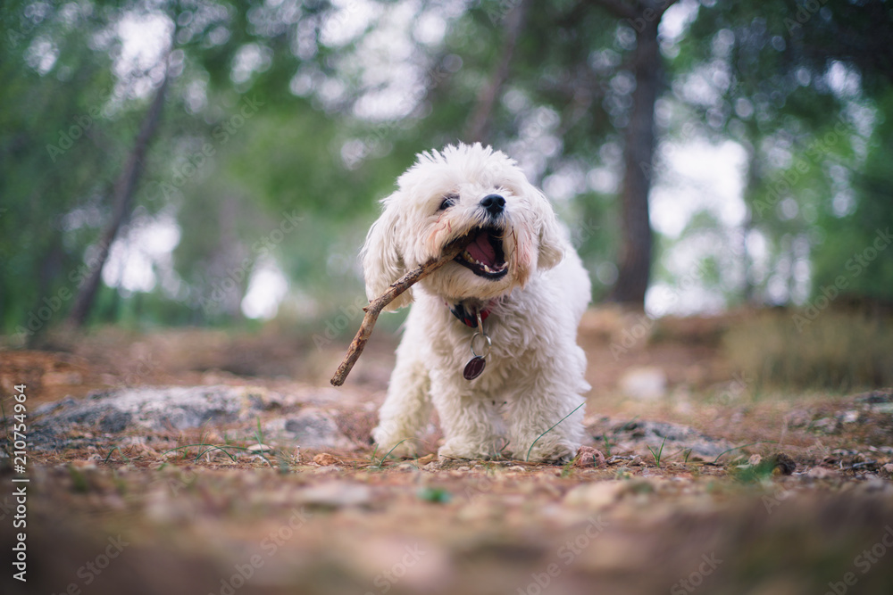 Dog playing outside with a stick in the green field Dog playing outside with a stick in the green field