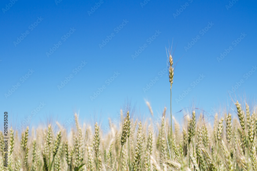 Field of rye ears of future bread in early summer Field of rye ears of future bread in early summer