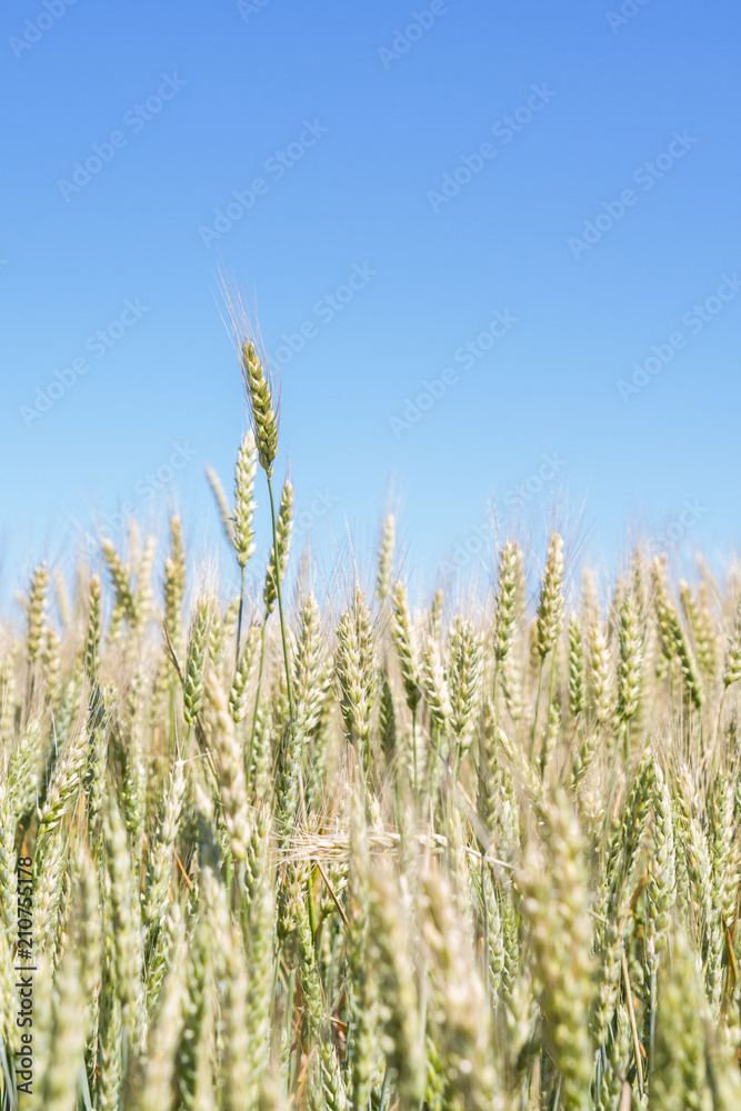 Field of rye ears of future bread in early summer Field of rye ears of future bread in early summer