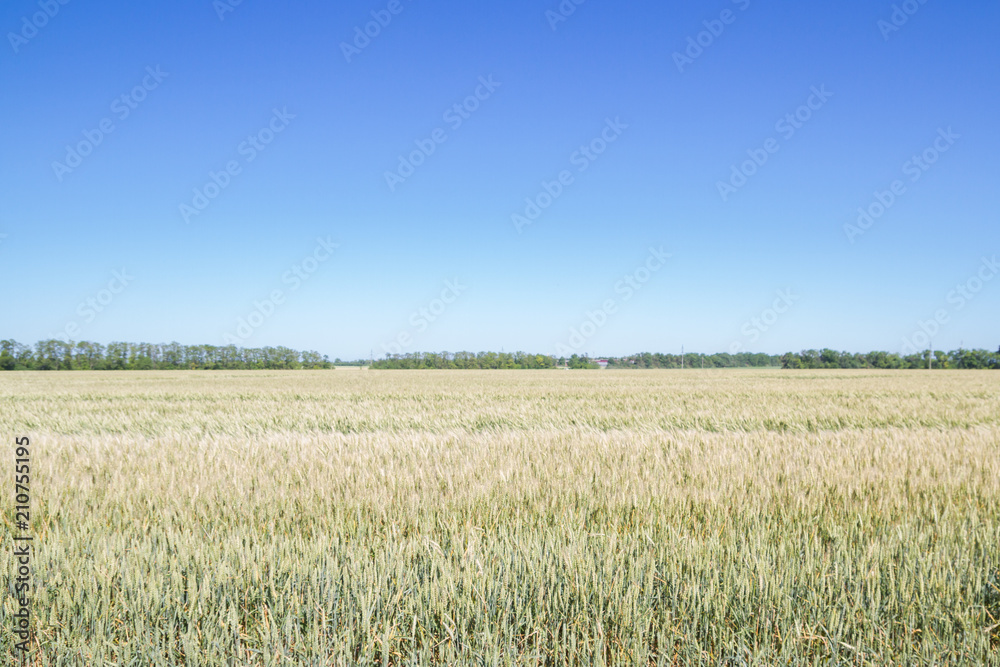 Field of rye ears of future bread in early summer