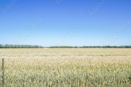 Field of rye ears of future bread in early summer