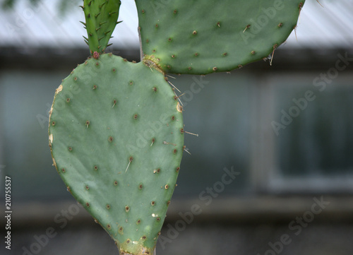 Gurke Kaktus Images  Browse 84 Stock Photos, Vectors, and Video | Adobe  Stock