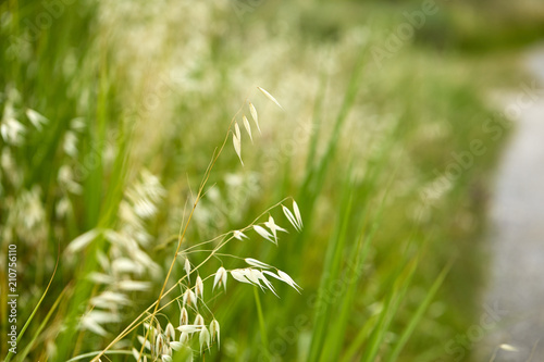 wild oat grass