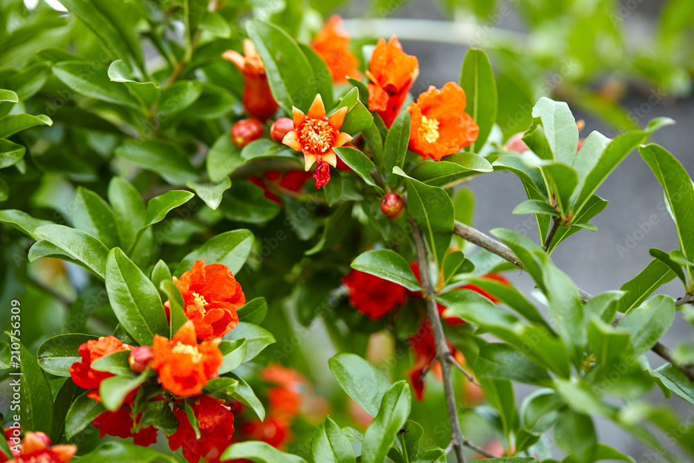 pomegranate flowers closeup pomegranate flowers closeup