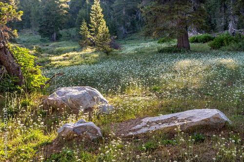A Meadow of Wildflowers and Grasses in Early Morning Sunlight, Calaveras County, California photo
