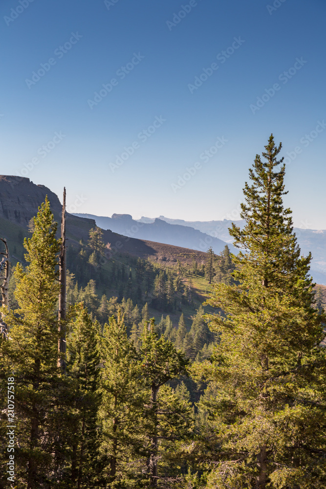 Fototapeta premium Pine Trees in the Stanislaus National Forest, Sierra Mountains, California