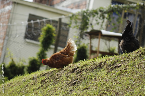 gallina