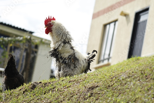 gallo