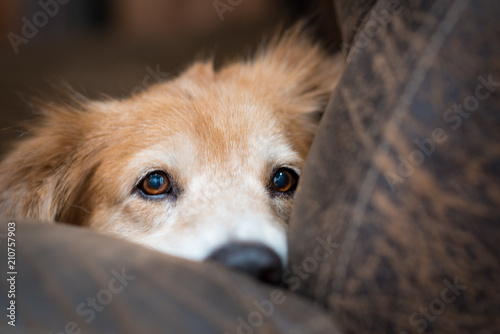 Adorable Adult Golden Retriever with Sad Puppy Eyes