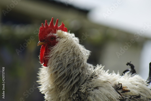 gallo