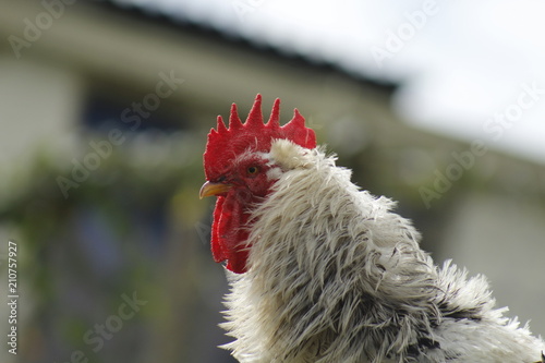 gallo