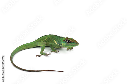 Knight Anole isolated on white background
