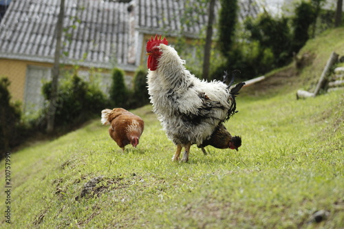 gallo