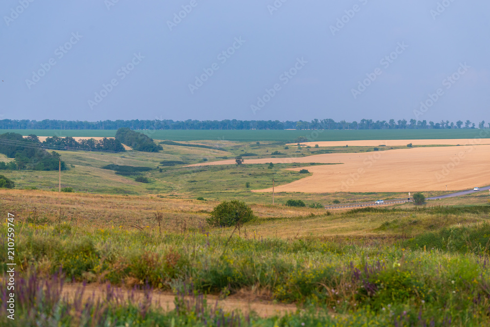 Field of golden wheat. Summer rural landscape Field of golden wheat. Summer rural landscape