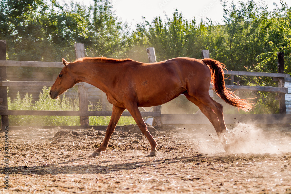 Red mare sports in the pen in summer Red mare sports in the pen in summer