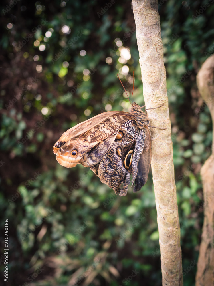 Brown butterfly resting on a branch in the woods.