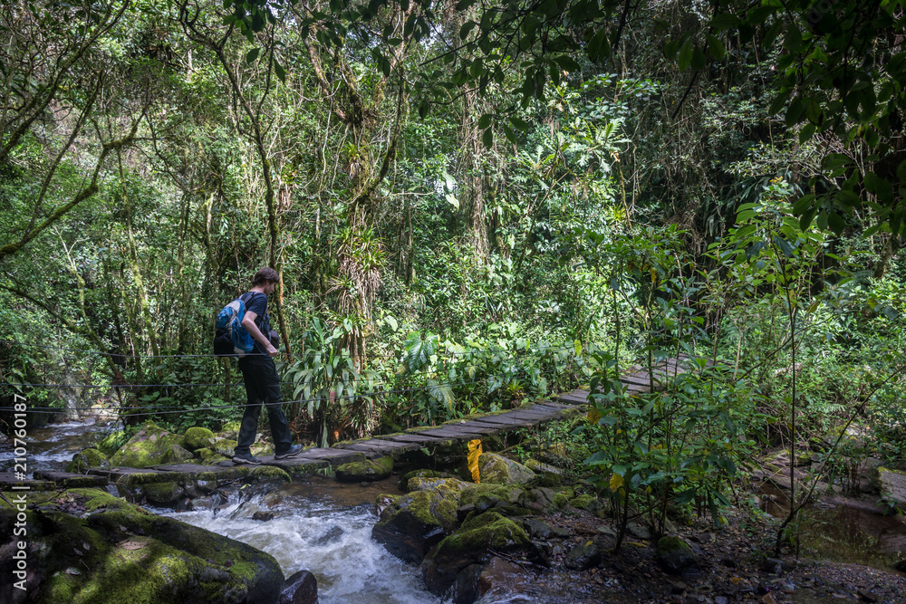 Randonnée sur un pont suspendu, Vallée de Cocora, Salento Randonnée sur un pont suspendu, Vallée de Cocora, Salento