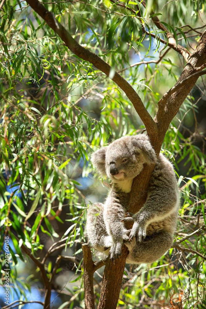 Fototapeta premium Koala sleeping in a tree