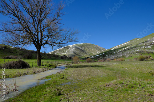 Tree By Vernal Water Stream In Nebrodi Park, Sicily photo