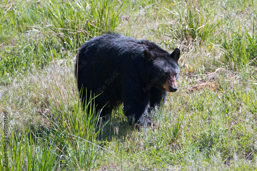 Fototapeta premium Female Sow American Black Bear [Ursus americanus] near Roosevelt Lodge in Yellowstone National Park in Wyoming United States
