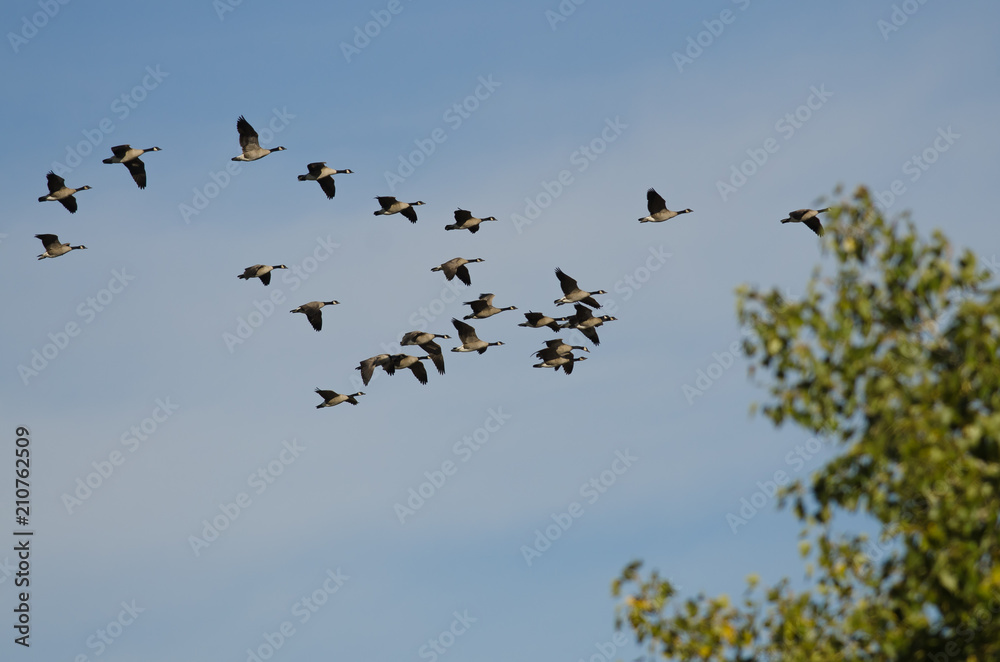Flock of Canada Geese Flying Past the Autumn Trees Flock of Canada Geese Flying Past the Autumn Trees