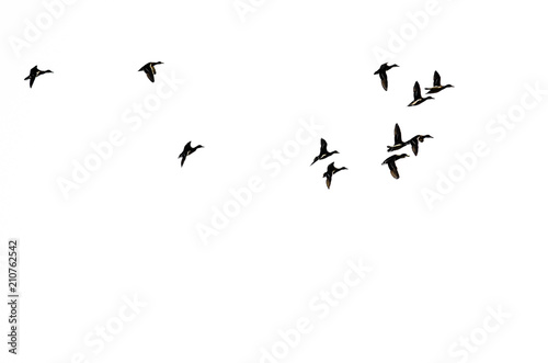 Flock of Ducks in Flight and Silhouetted on a White Background