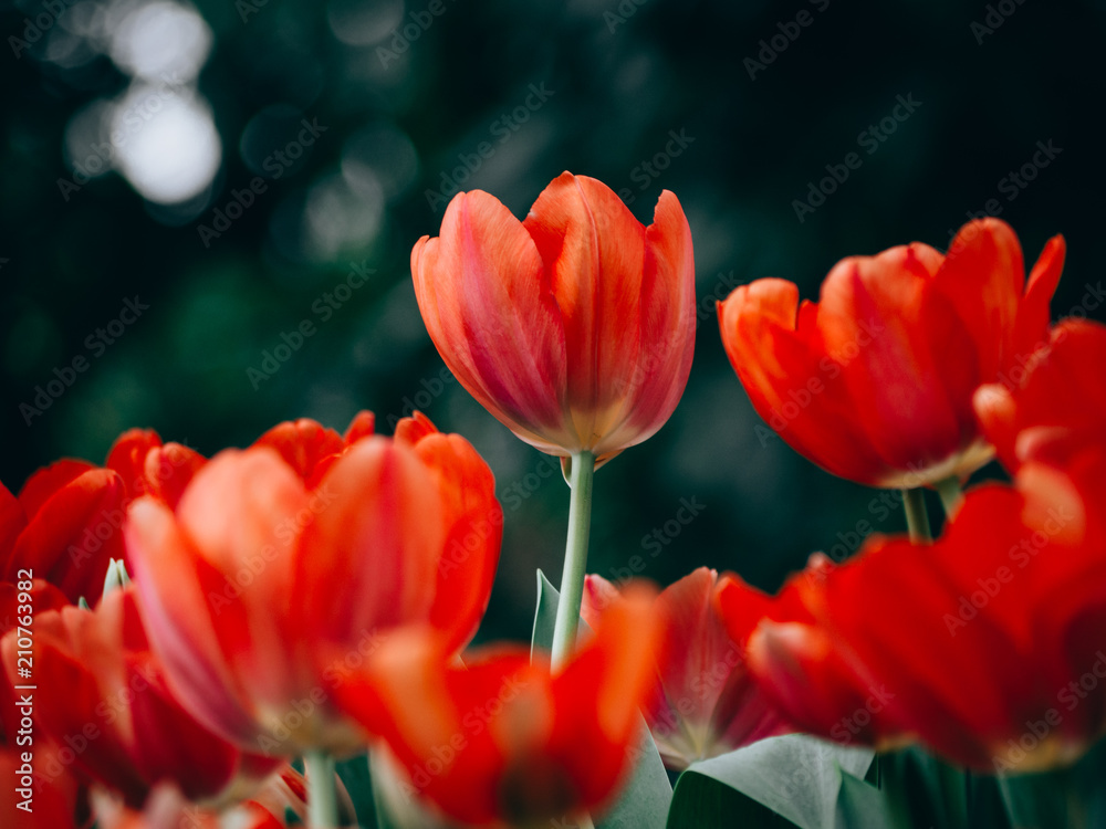 Colorful tulips flowers in the garden. Beautiful bouquet of tulips. Colorful tulips flowers in the garden. Beautiful bouquet of tulips.
