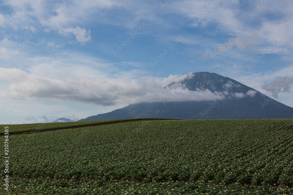 6月の羊蹄山麓 6月の羊蹄山麓