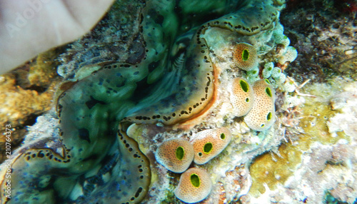 Tridacna gigas AKA kima raksasa in Indonesia photo