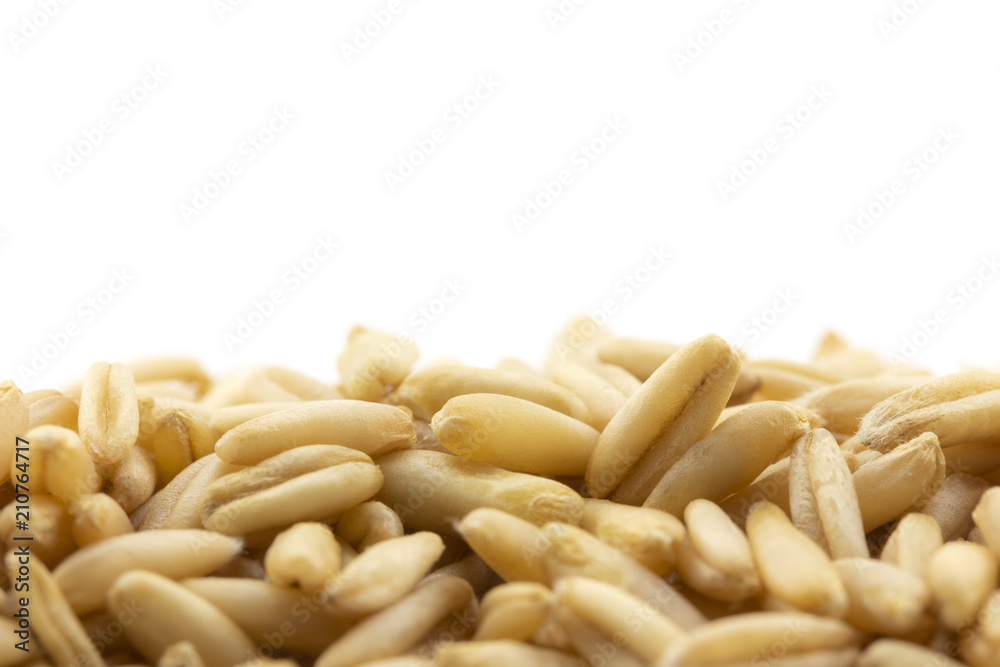 close up of oats grain on white background close up of oats grain on white background