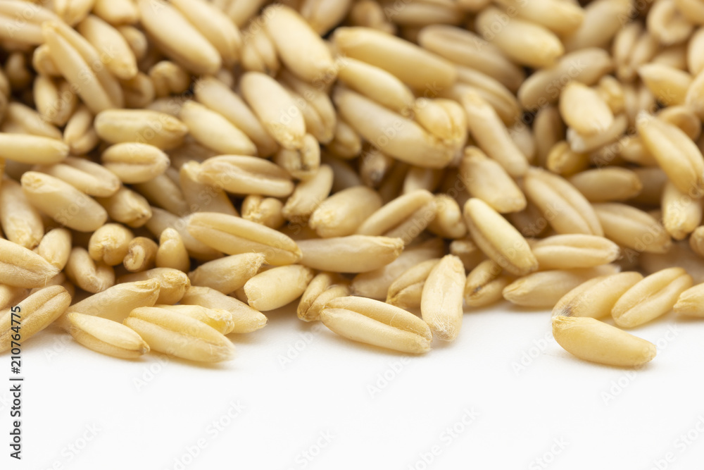 close up of oats grain on white background close up of oats grain on white background