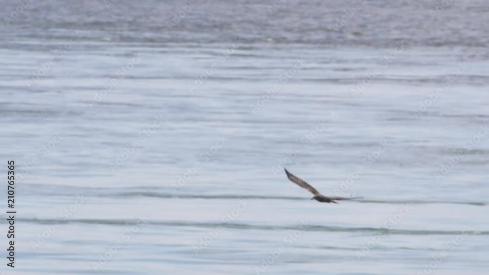 Eagle flies over bay in Washington Eagle flies over bay in Washington