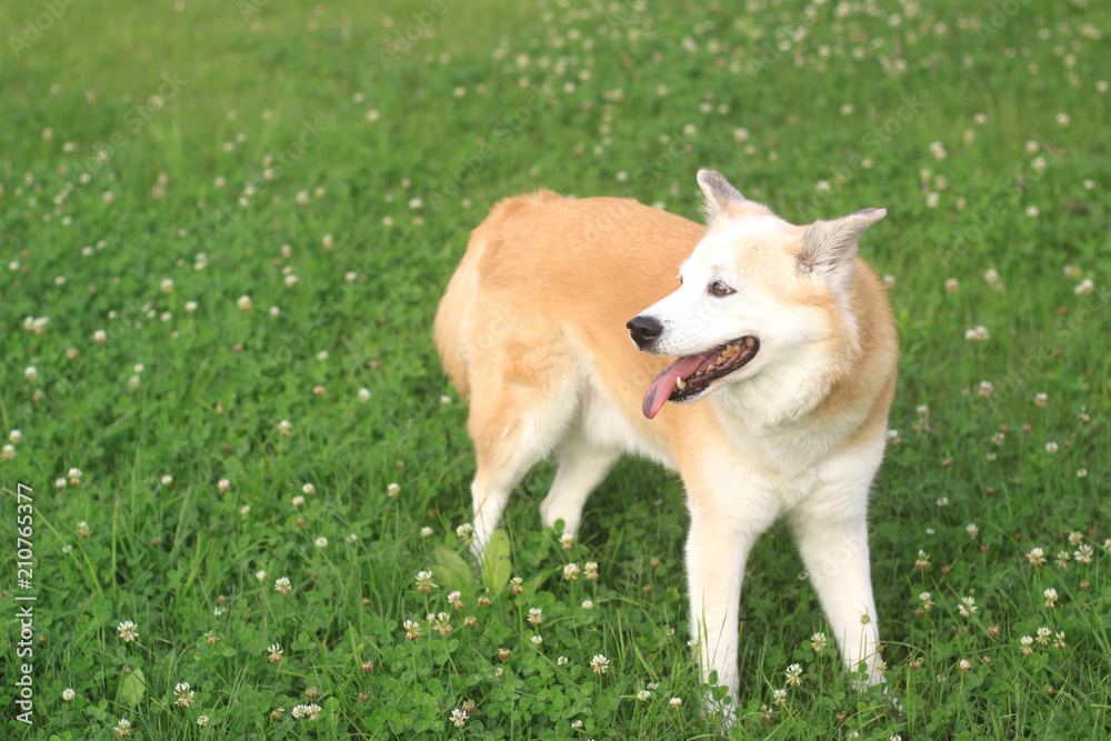 草原の上に笑顔で佇む犬