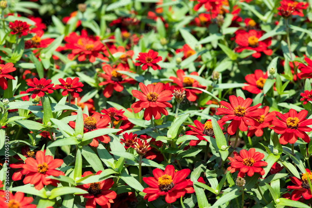 赤いジニアの花 赤いジニアの花