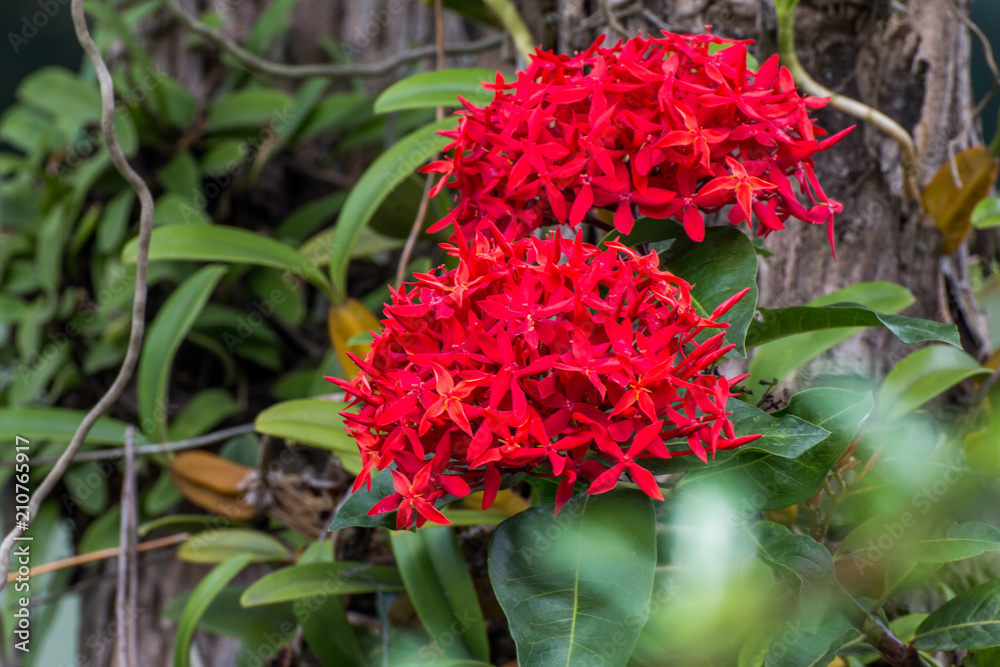 Red spike flower. King Ixora blooming (Ixora chinensis). Rubiaceae flower.Ixora flower. Ixora coccinea flower in the garden Red spike flower. King Ixora blooming (Ixora chinensis). Rubiaceae flower.Ixora flower. Ixora coccinea flower in the garden