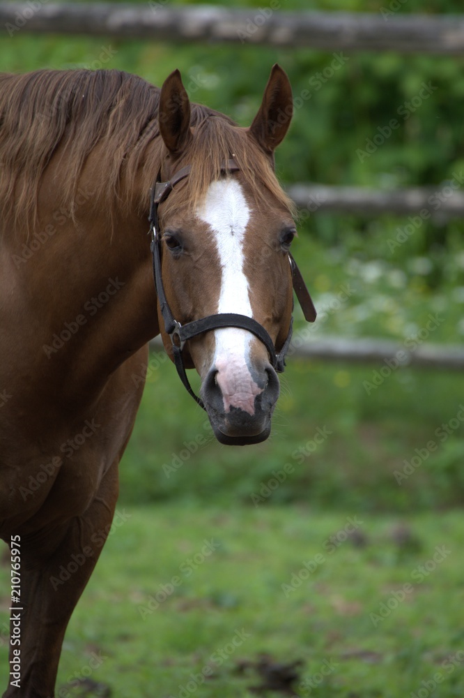 Curious Horse Curious Horse