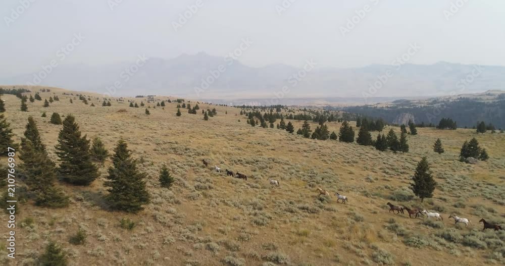 Herd of horses gallop in Montana landscape, aerial