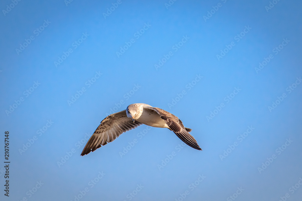 Fototapeta premium Ring Billed Gull (Larus delawarensis) in flight over an inland lake