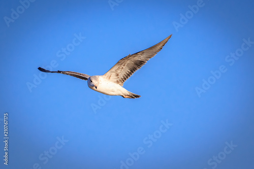 Ring Billed Gull  Larus delawarensis  in flight over an inland lake