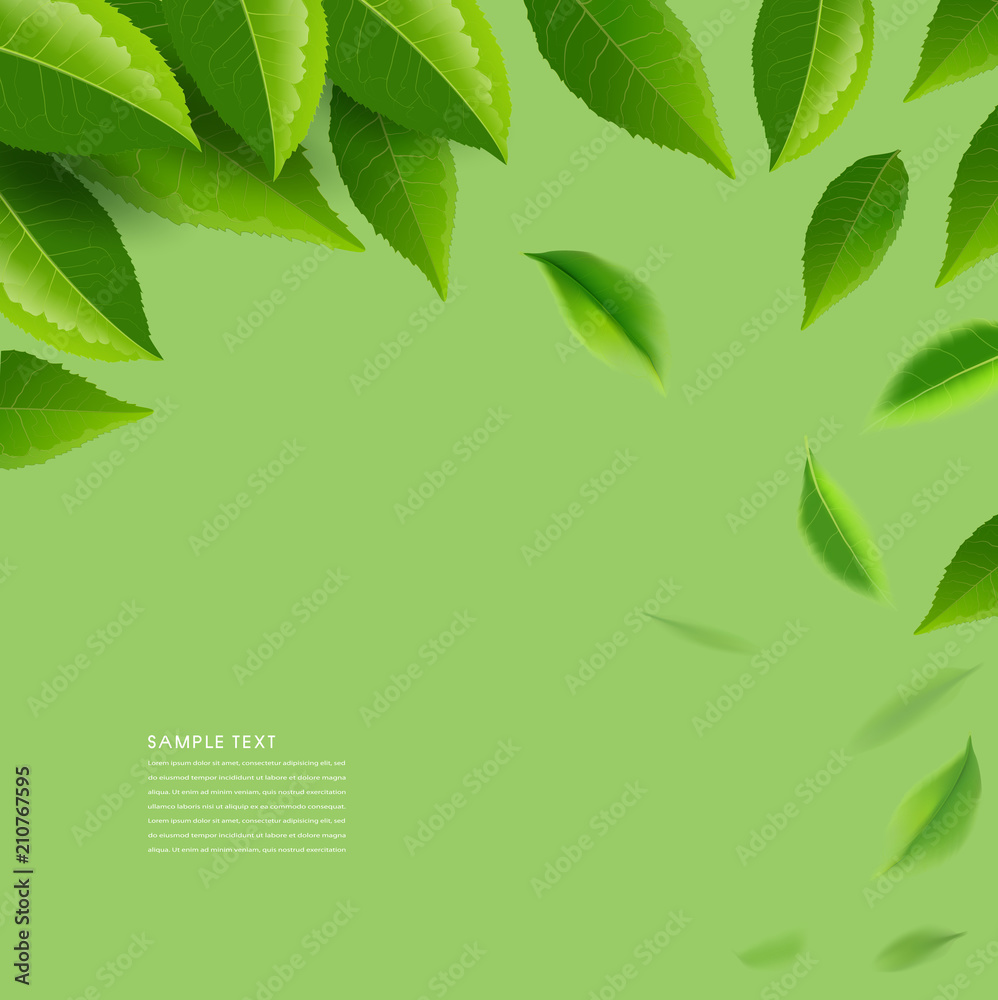 Green tea leaves vector nature background. Green tea leaves vector nature background.