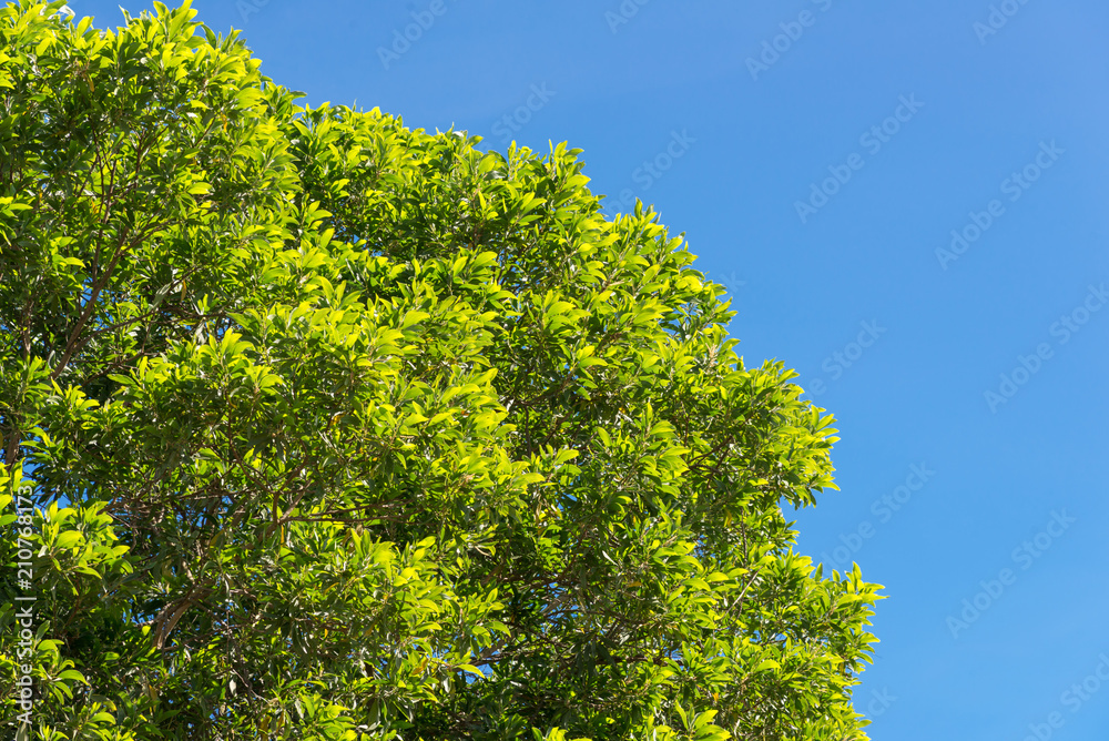 bush green leaves and branches of treetop on blue sky for design and decoration bush green leaves and branches of treetop on blue sky for design and decoration